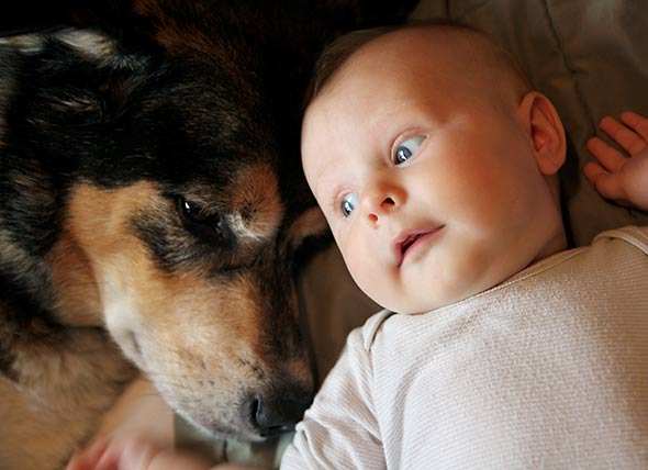 Babies are not dogs
